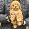 bán chó ở đà nẵng