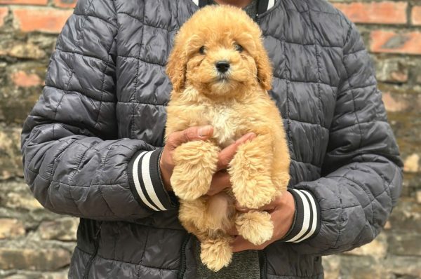 bán chó ở đà nẵng