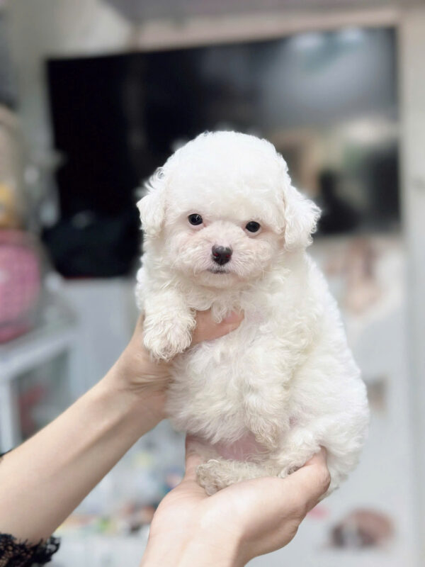 bán chó poodle tại đà nẵng