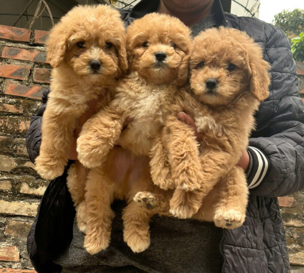 chó giá rẻ đà nẵng