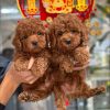 chó poodle đà lạt
