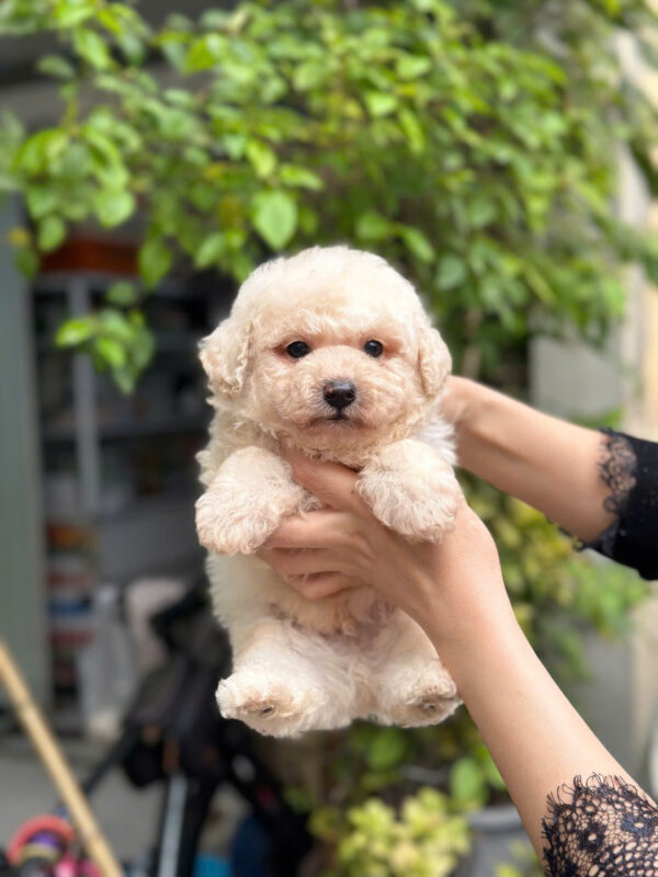 chó poodle đà nẵng