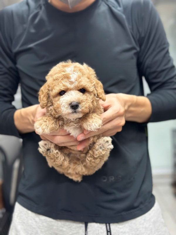 pet shop huế