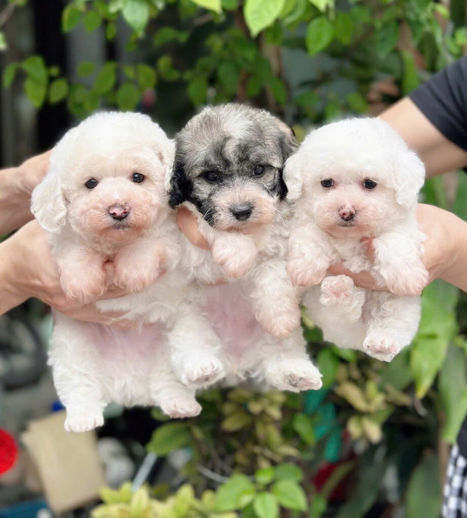 petshop đà nẵng