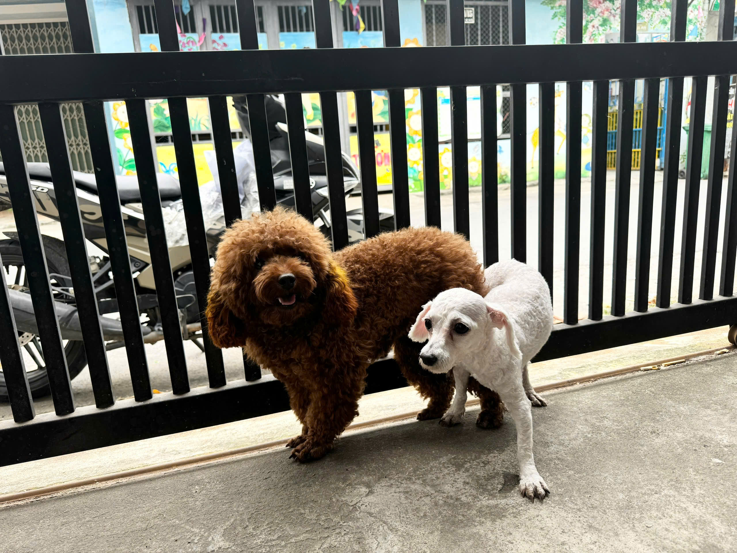 Dịch Vụ Phối Giống Chó Tại Đà Nẵng phối giống chó tại Đà Nẵng