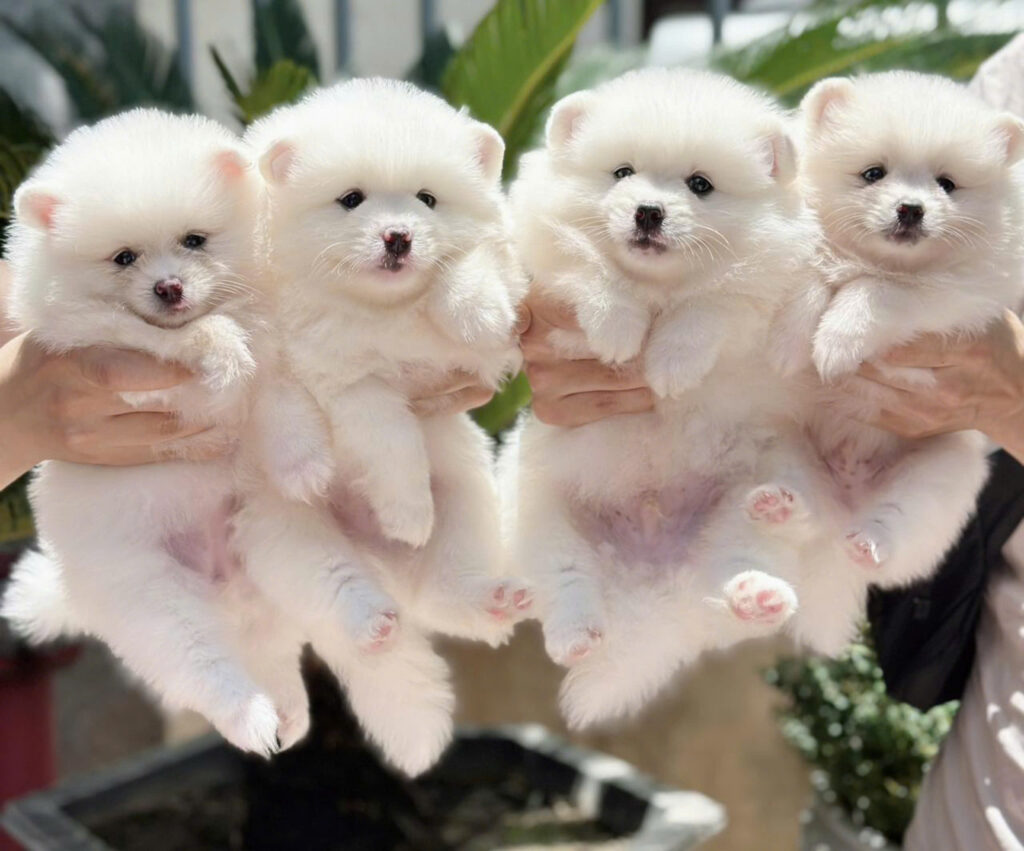 mua bán phốc sóc sài gòn