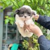 poodle bò sữa xám