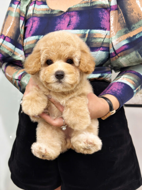 poodle đà nẵng