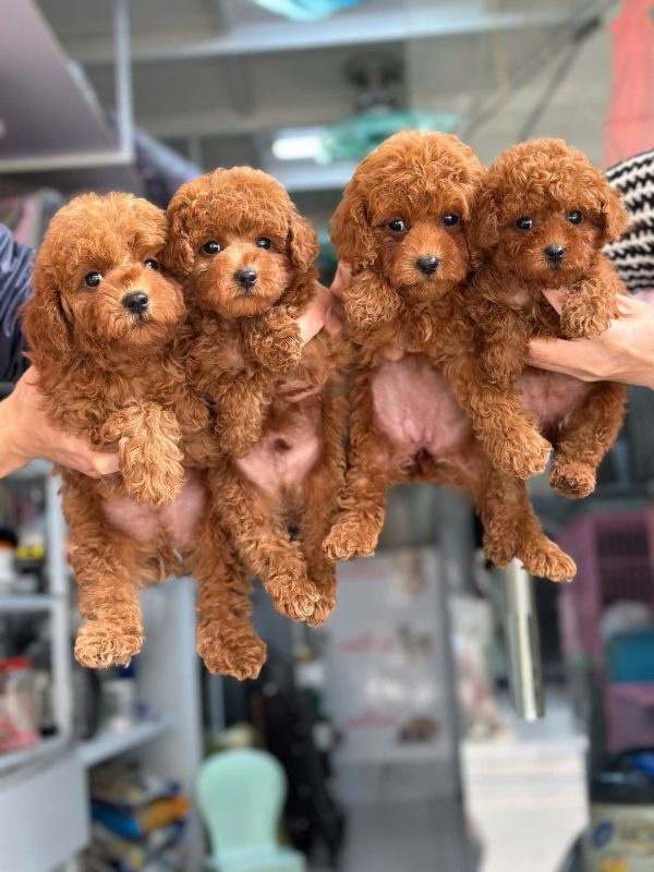 poodle giá rẻ đà nẵng