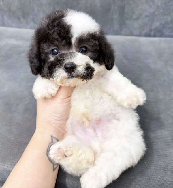 poodle huế