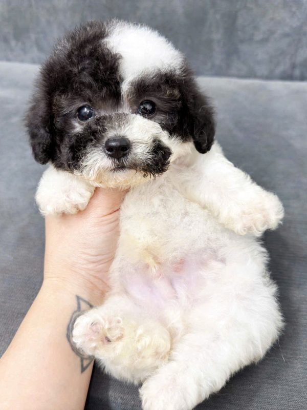 poodle huế