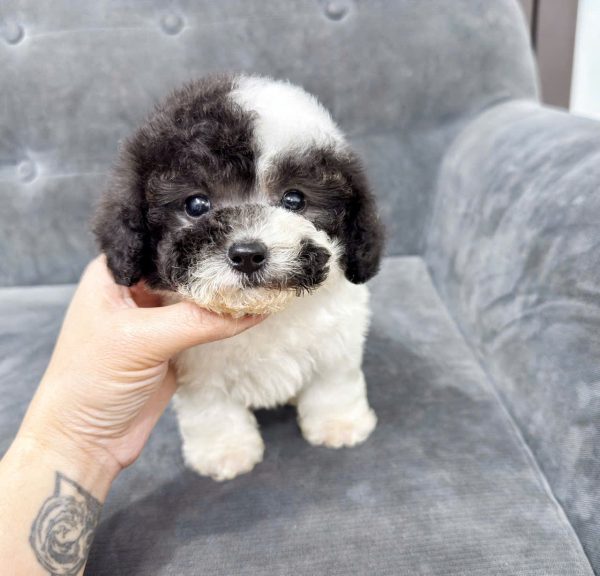 poodle nha trang
