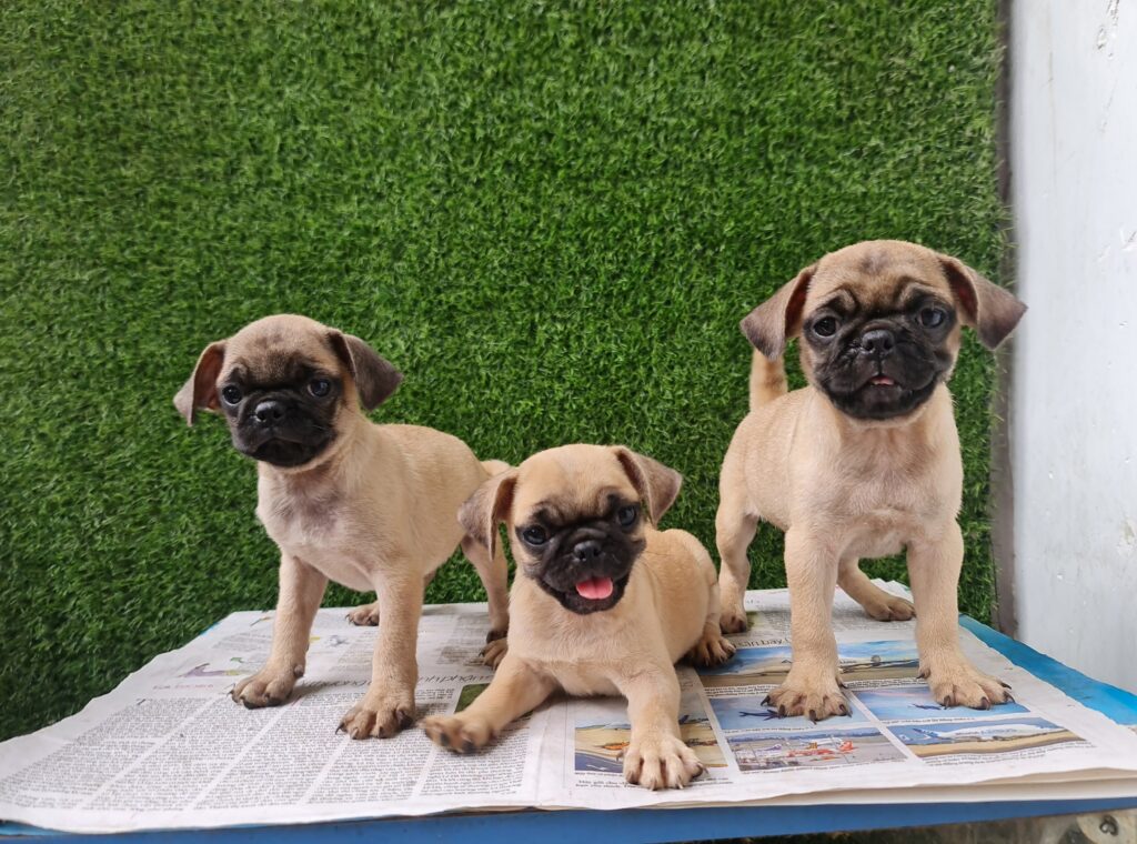 pug da nang