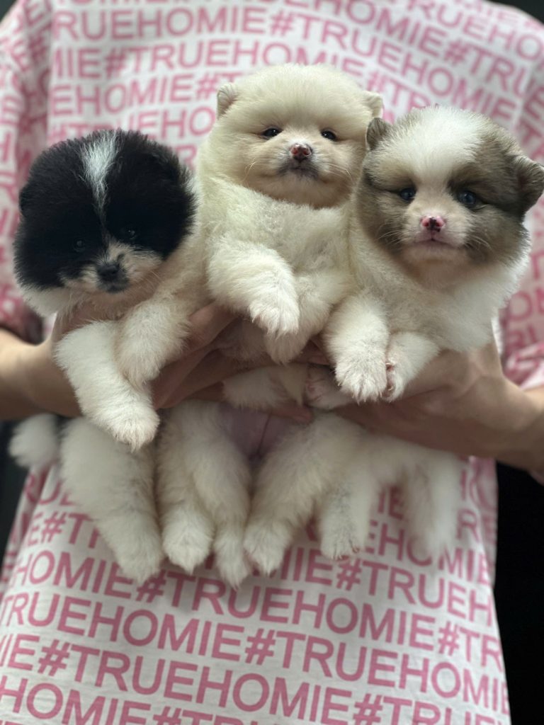 trại chó ở đà nẵng