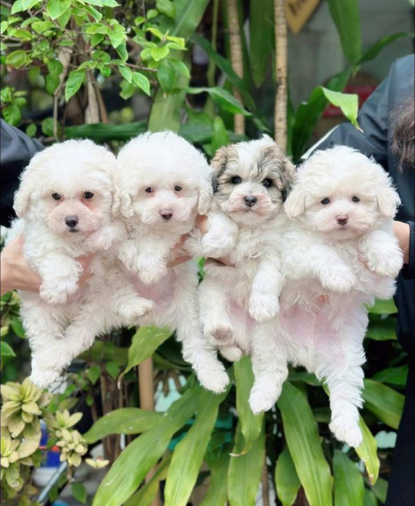 mua bán poodle vinh