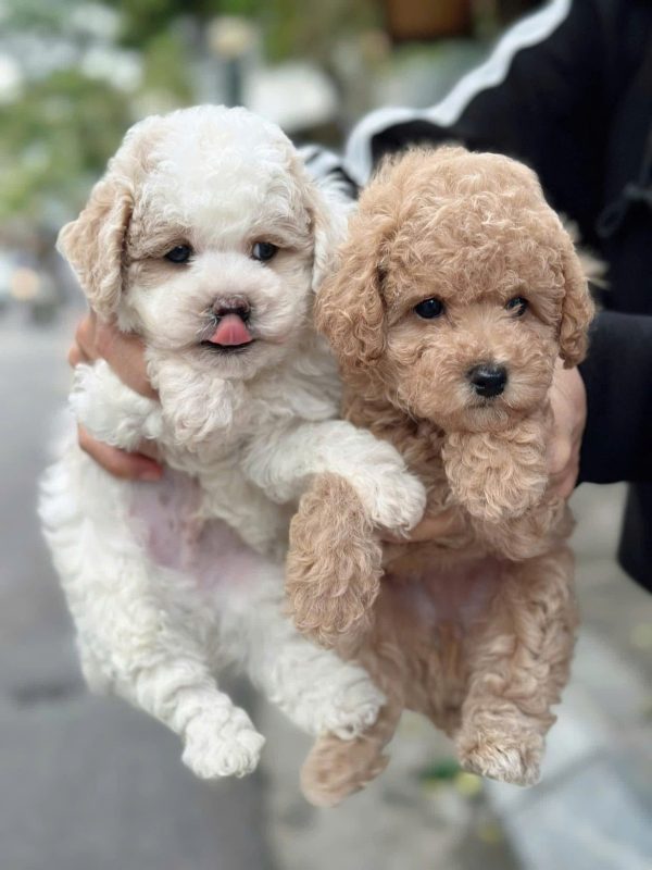 mua bán poodle đà lạt