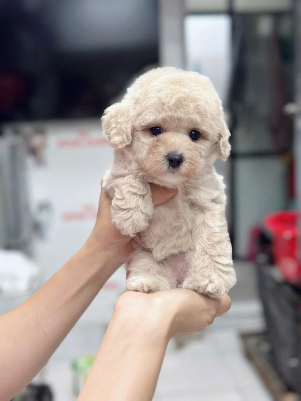 chợ chó mèo hcm