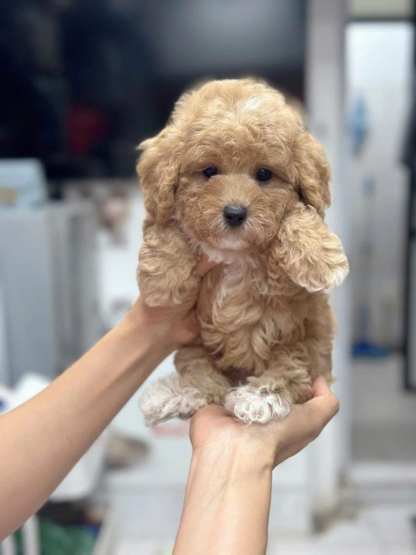 chó chợ tốt hcm