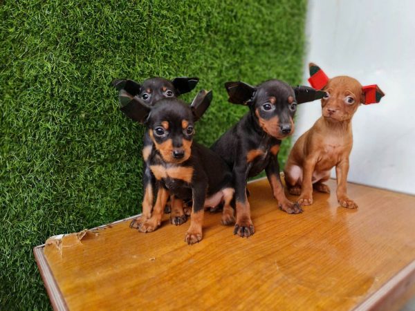 pet shop chó cảnh quảng trị