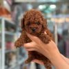 chó poodle cần thơ