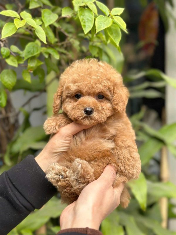 chó poodle ở vinh