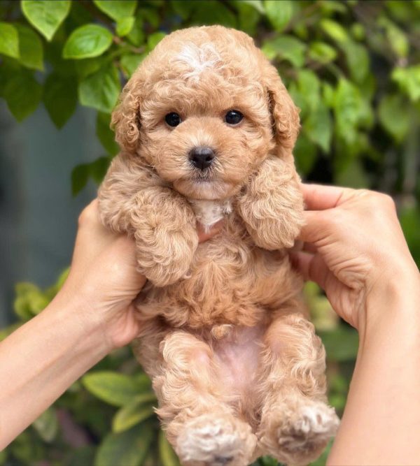 mua bán chó poodle tphcm