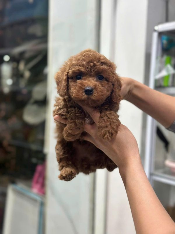 poodle hà tĩnh
