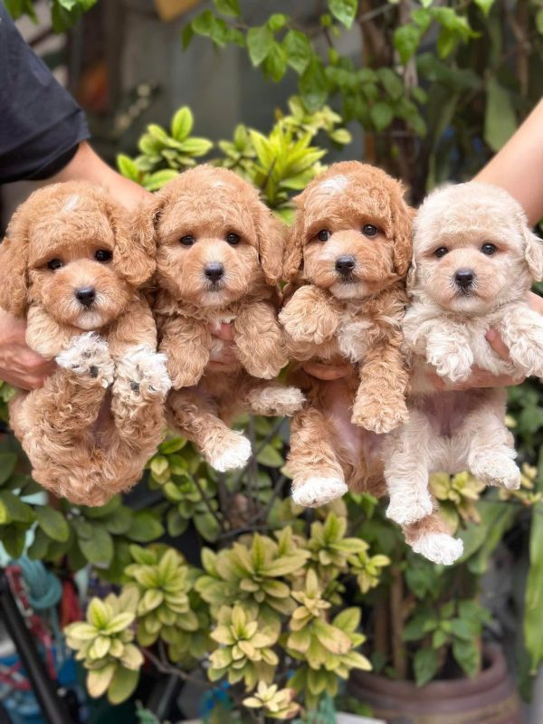 mua bán poodle quy nhơn